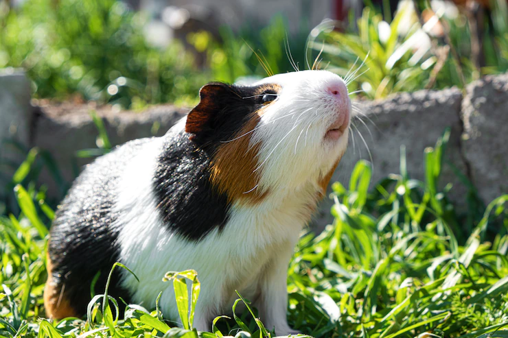 hamster